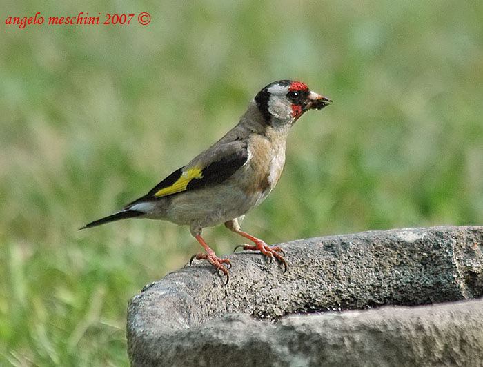 Un Verzellino e altri Fringillidae assetati.